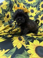 Jade , a female Shihpoo for sale in Merritt Island, FL – 8 of 10
