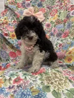 Bianca , a female Poodle - Toy  for sale in Merritt Island, FL – 3 of 3