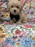 Peaches 🍑 , a male Maltipoo for sale in Merritt Island, FL – 5 of 9