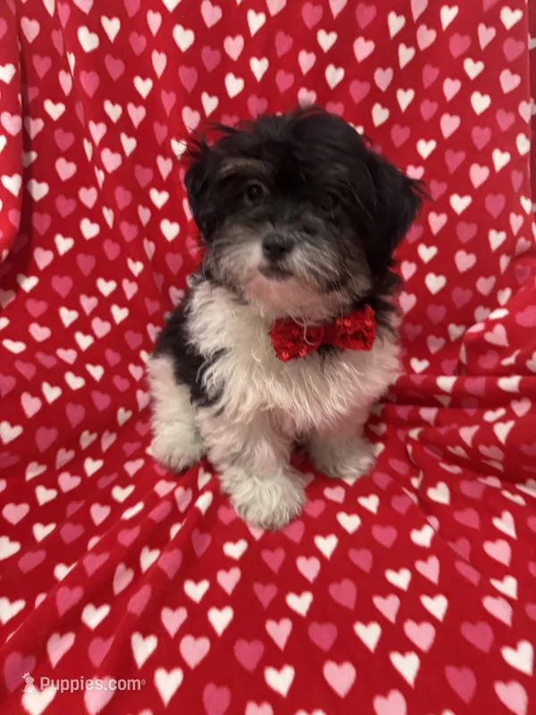Snickers  – Bichon Frise, Shih Tzu puppy for sale in Merritt Island, FL