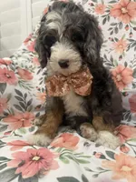 Slater , a male Bernedoodle for sale in Merritt Island, FL – 8 of 10