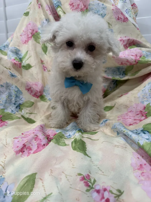 Jake  – Bichon Frise puppy for sale in Merritt Island, FL
