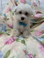 Jake , a male Bichon Frise for sale in Merritt Island, FL – 1 of 6