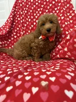 Rex , a male Miniature Goldendoodle for sale in Merritt Island, FL – 7 of 10