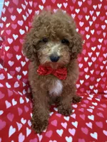 Cooper , a male Poodle - Miniature  for sale in Merritt Island, FL – 3 of 10