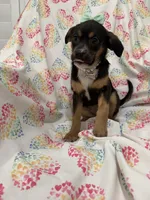 Luna , a female Rat Terrier and Yorkshire Terrier for sale in Merritt Island, FL – Photo 3 of 7