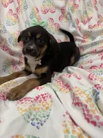 Luna , a female Rat Terrier and Yorkshire Terrier for sale in Merritt Island, FL – Photo 1 of 7