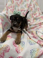 Luna , a female Rat Terrier and Yorkshire Terrier for sale in Merritt Island, FL – Photo 6 of 7