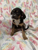 Luna , a female Rat Terrier and Yorkshire Terrier for sale in Merritt Island, FL – Photo 5 of 7