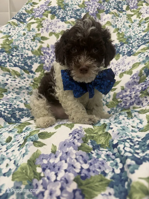 Mocha  – Poodle - Toy  puppy for sale in Merritt Island, FL