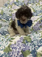 Mocha , a female Poodle - Toy  for sale in Merritt Island, FL – 5 of 6