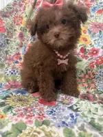 Lexi , a female Shihpoo for sale in Merritt Island, FL – 7 of 10