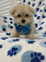 Teddy , a male Morkie for sale in Merritt Island, FL – 7 of 9