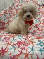 Remi , a male Maltipoo for sale in Merritt Island, FL – 3 of 9