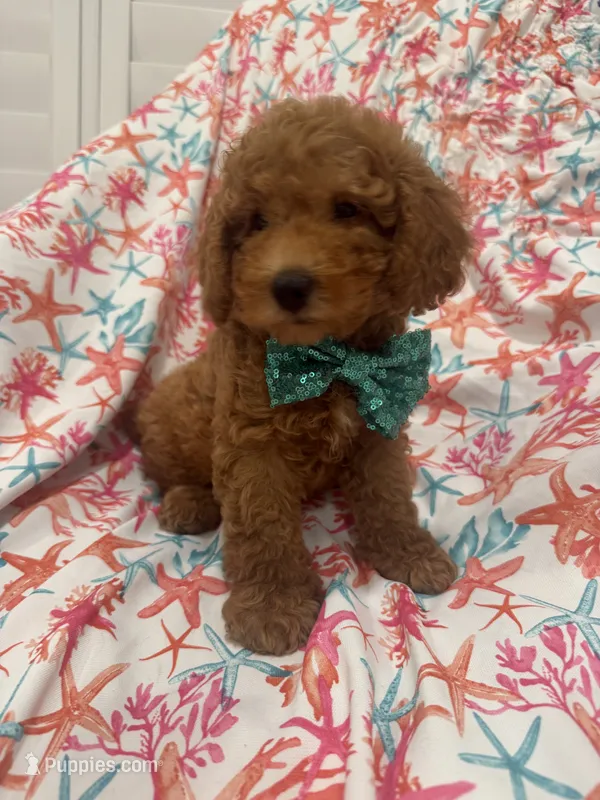 Cooper – Poodle - Miniature  puppy for sale in Merritt Island, FL