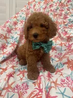 Cooper, a male Poodle - Miniature  for sale in Merritt Island, FL – 1 of 10