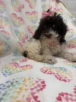 Bianca , a female Poodle - Toy  for sale in Merritt Island, FL – 4 of 10