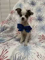 Taco , a male Chihuahua for sale in Merritt Island, FL – 6 of 10