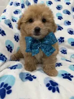 Oakley , a male Yorkipoo for sale in Merritt Island, FL – 2 of 7