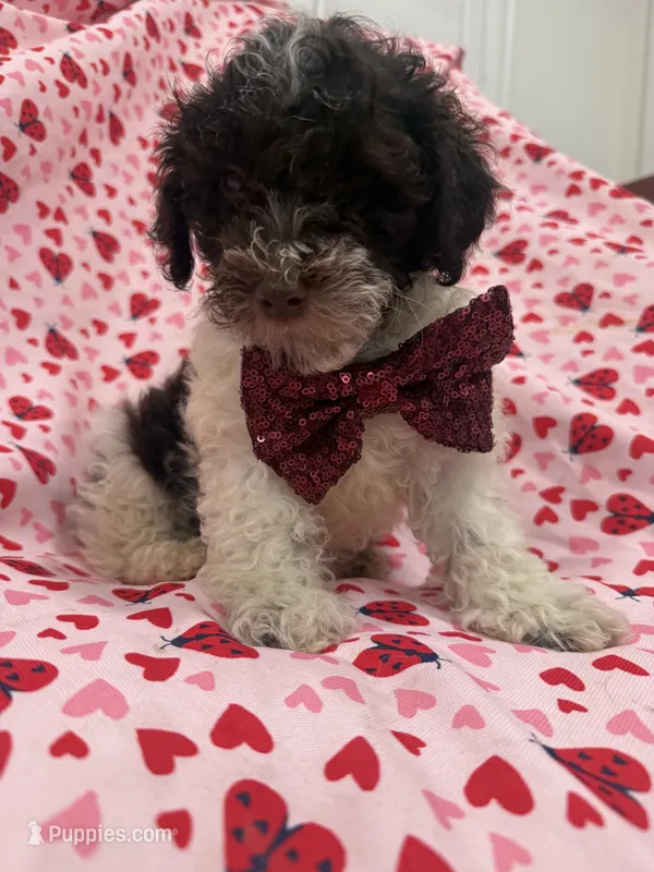 Mocha  – Poodle - Toy  puppy for sale in Merritt Island, FL