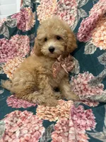 Oakley , a male Poodle - Miniature  for sale in Merritt Island, FL – 7 of 8