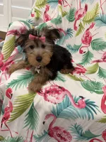 Ashley , a female Yorkshire Terrier for sale in Merritt Island, FL – 1 of 10