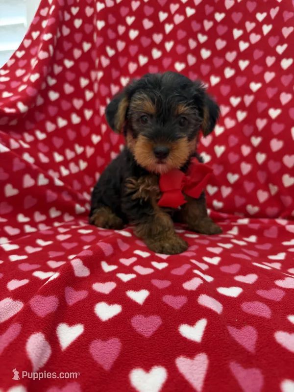 Hunter  – Yorkshire Terrier puppy for sale in Merritt Island, FL
