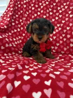 Hunter , a male Yorkshire Terrier for sale in Merritt Island, FL – 1 of 7