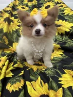 Paige , a female Pomeranian for sale in Merritt Island, FL – 5 of 10