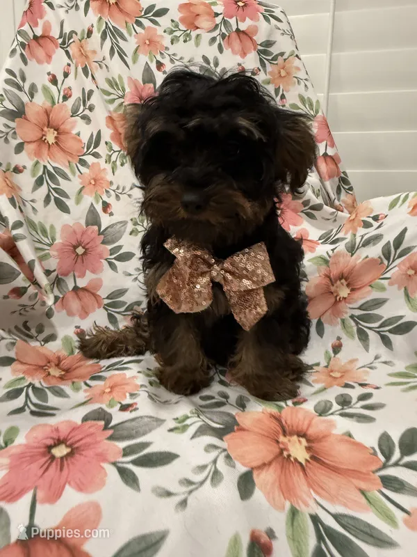 Zeus  – Yorkipoo puppy for sale in Merritt Island, FL