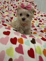 processed/29842ebf-eb62-4ff0-bb4e-a184498aef5b/listing/3b5b120a-debe-4c26-b2eb-0a8c2d408e33/4e11aedd-b736-4804-afc2-0f66c8dbe40e