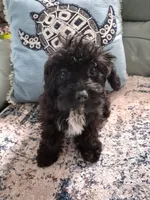Daisy , a female Poodle - Toy  and Cavachon for sale in Merritt Island, FL – 2 of 4