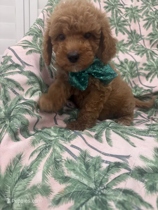 Jagger  – Poodle - Miniature , Cavachon puppy for sale in Merritt Island, FL