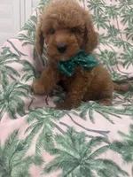 Jagger , a male Poodle - Miniature  and Cavachon for sale in Merritt Island, FL – 1 of 7