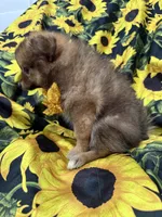Koda , a male Pomeranian for sale in Merritt Island, FL – 6 of 10