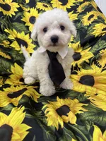 Milo , a male Bichon Frise for sale in Merritt Island, FL – 2 of 10