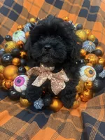 Zander , a male Shihpoo for sale in Merritt Island, FL – 8 of 10