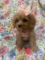 Scarlett, a female Poodle - Miniature  and Cavachon for sale in Merritt Island, FL – 5 of 10