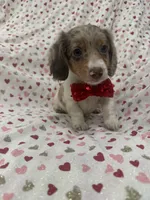 Nathan , a male Miniature Dachshund for sale in Merritt Island, FL – 2 of 10