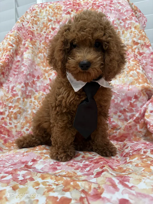Riley  – Poodle - Miniature  puppy for sale in Merritt Island, FL