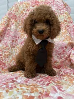 Riley , a male Poodle - Miniature  for sale in Merritt Island, FL – 1 of 10