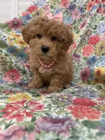 Bella , a female Maltipoo for sale in Merritt Island, FL – 5 of 7