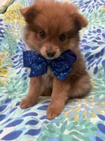 p, a male Pomeranian for sale in Merritt Island, FL – 8 of 9