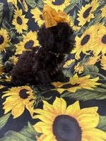 Jade , a female Shihpoo for sale in Merritt Island, FL – 4 of 10