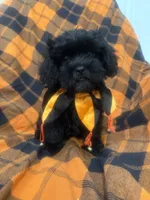 Zander , a male Shihpoo for sale in Merritt Island, FL – 9 of 10