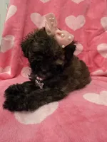 Bella , a female Shihpoo for sale in Merritt Island, FL – 2 of 8
