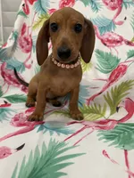 Peebles , a female Miniature Dachshund for sale in Merritt Island, FL – 2 of 10