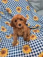 Ruby , a female Poodle - Miniature  for sale in Merritt Island, FL – 2 of 4