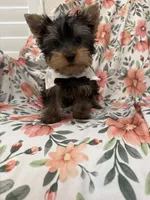 Snickers , a male Yorkshire Terrier for sale in Merritt Island, FL – 3 of 9