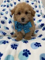 Oakley , a male Yorkipoo for sale in Merritt Island, FL – 5 of 7
